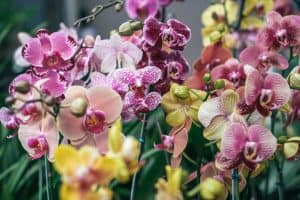 het kweken van orchideeën